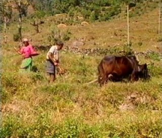 RURAL (7)